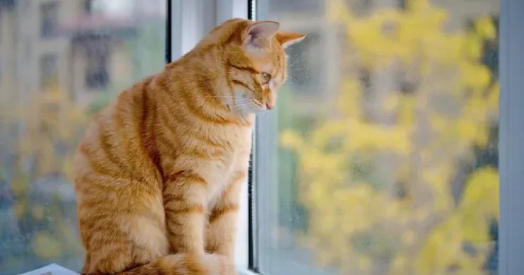 Pişiyinizin hansı əhvalda olduğunu başa düşmək üçün onun davranışına baxmaq kifayətdir