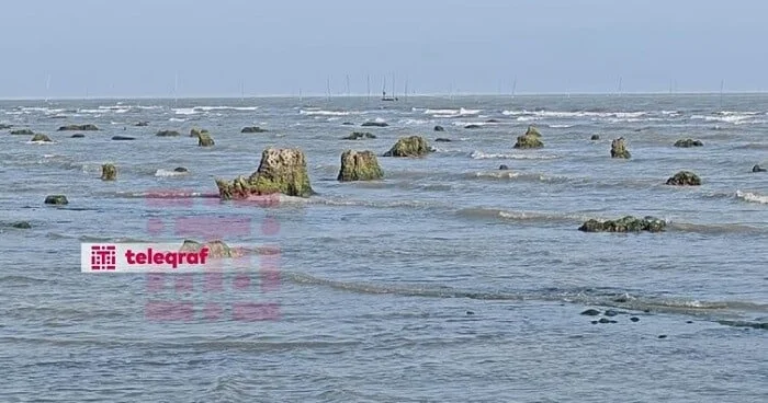 Xəzər geri çəkildi, “itmiş” meşə üzə çıxdı Foto