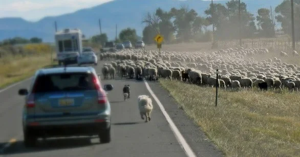Goranboyda mikroavtobus xırdbuynuzlu heyvanlara çırpıldı