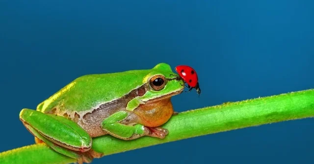 Dəri vasitəsilə nəfəs alırlar, donaraq sağ qalırlar