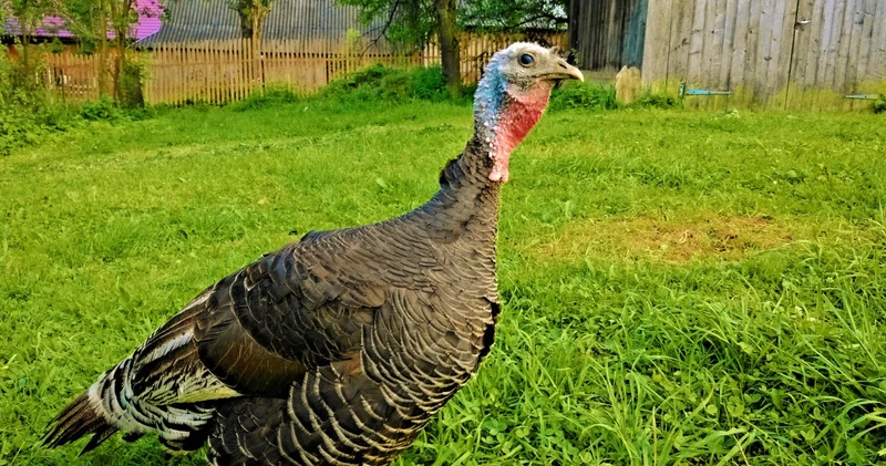 Yeni ildə süfrələri bəzəyən hinduşka ətinin inanılmaz faydaları KONKRET
