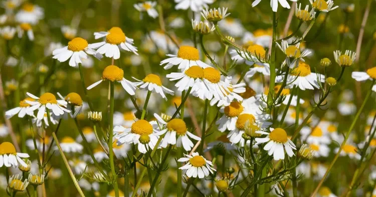 Həm çiçəkdir, həm dərman