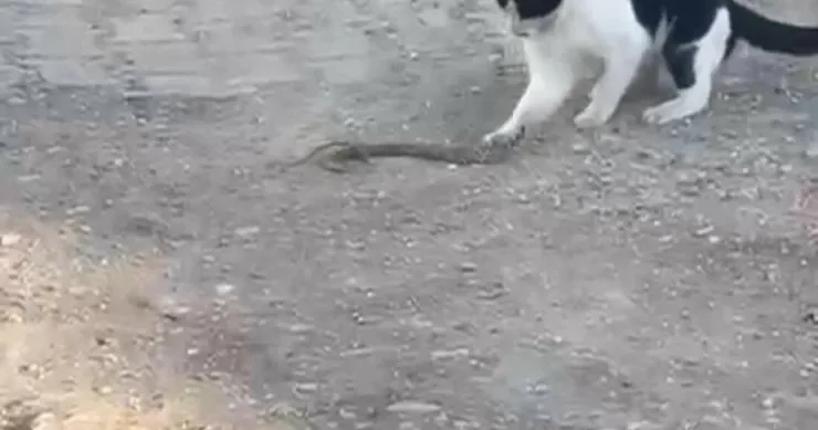 İlanla siçanla oynayırmış kimi oynadı: ağzı ilə tutdu və... VİDEO