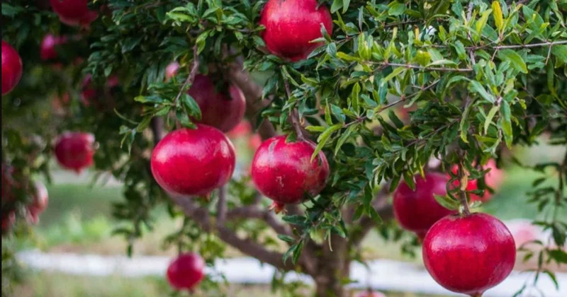 Azərbaycanda yetişən meyvə xəstəliklərdən qoruyur