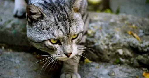 Ученые выяснили, на каких насекомых чаще охотятся домашние кошки