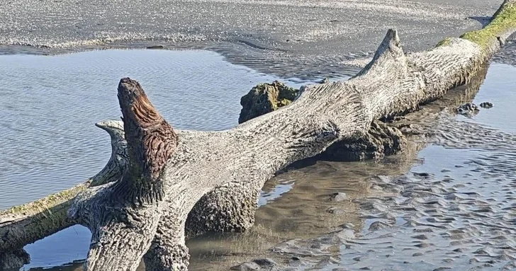 Корни диаметром 3 4 метра: отступающий Каспий обнажил остатки древнего леса в Лянкяране