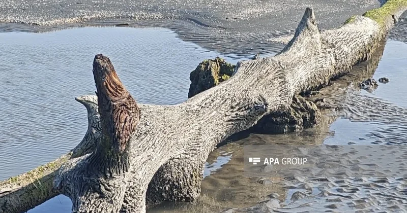 Xəzərin Lənkəran sahilində suyun altında qalmış qədim meşə qalıqları üzə çıxıb FOTO