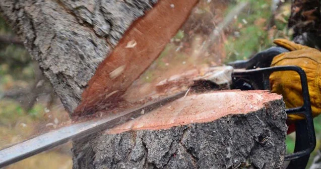 Təbiətə 85 min manata yaxın ziyan vurulub