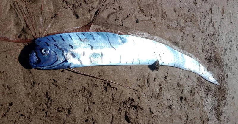 В Австралии на берег выбросилась гигантская рыба Судного дня