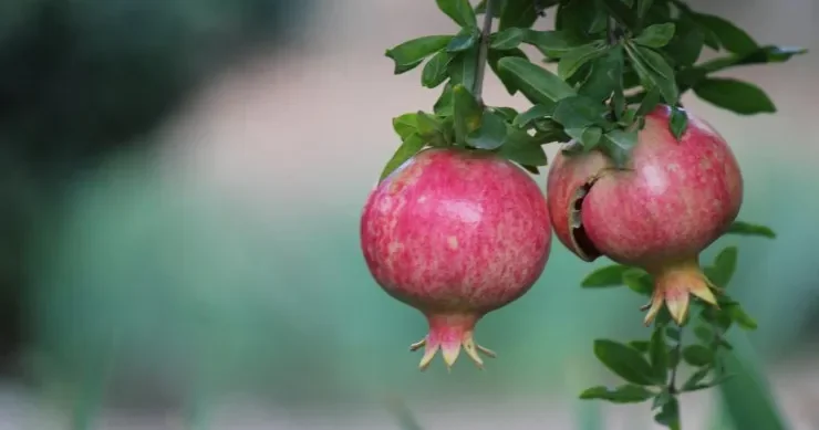 Evdə nar yetişdirməyin qaydaları