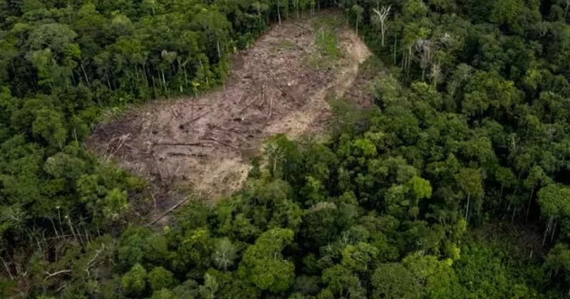 Fransa bankları Amazon meşələrinin qırılmasını maliyyələşdirməkdə ittiham olunur