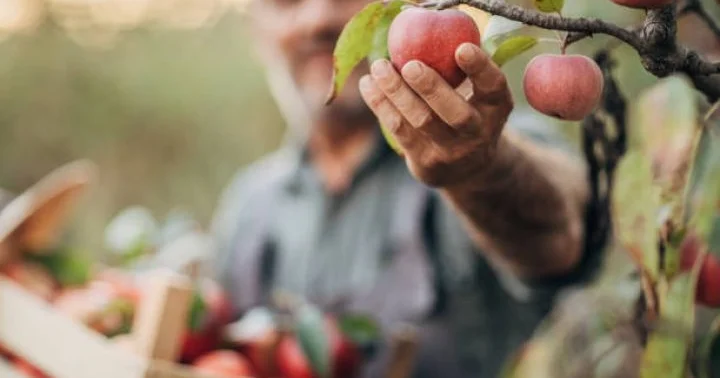 1 hektar meyvə bağı 1 hektar taxıl sahəsindən daha çox gəlir gətirir