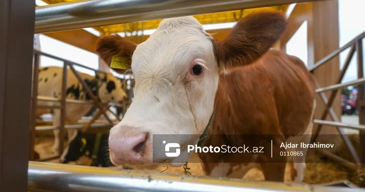 В Азербайджане ожидается открытие животноводческих рынков ПОДРОБНОСТИ
