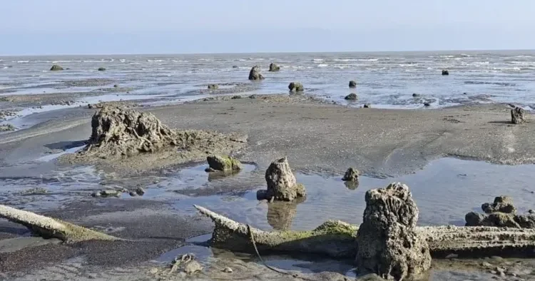 Xəzərdə suyun altında qalmış qədim meşə üzə çıxdı Lənkəranda maraqlı HAL