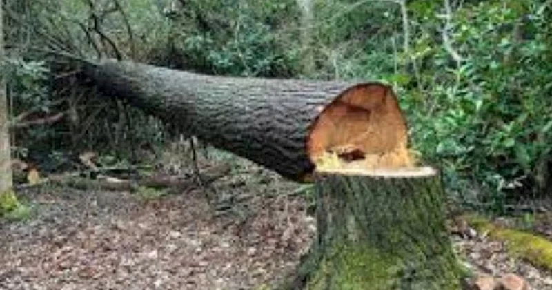 Ölkəmizdə yaşıllıqlara 84 min manatdan çox ZİYAN VURULDU