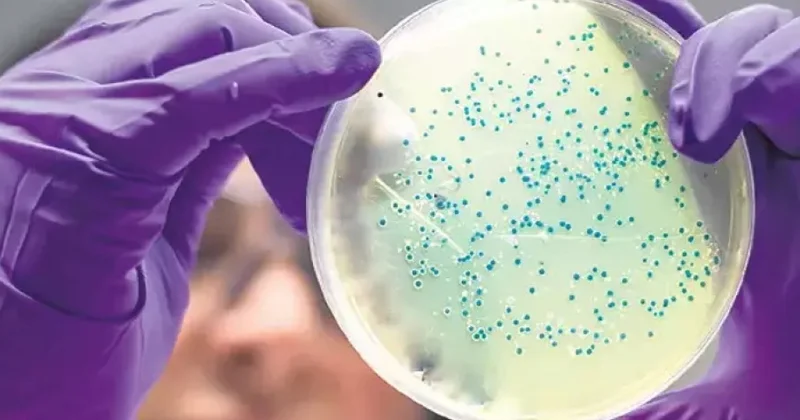 Bağırsaq bakteriyaları insan ömrünü uzada bilər