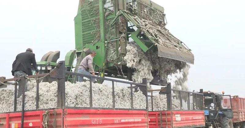 İmişlidə pambıq yığımı və emalı sürətlə davam edir