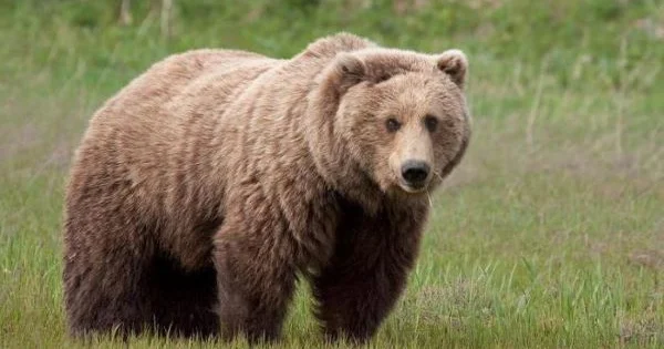 Kanadada ayı müəllim və şagirdlərə hücum edib 11 nəfər yaralanıb