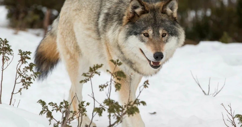 Aİ canavar populyasiyasının azalmasına görə İsveçi tənqid edib
