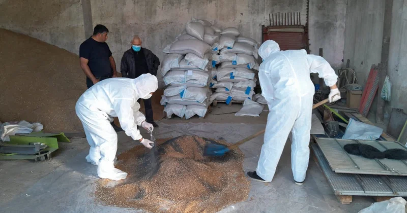 Şəkinin payızlıq taxıl əkinlərində gəmiricilərə qarşı mübarizə tədbirləri gücləndirilib