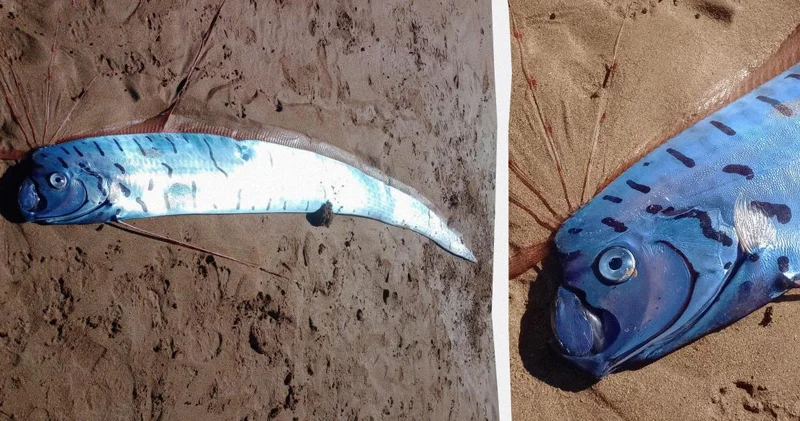 Tasmaniya sahilinə nəhəng bədbəxtlik xəbərçisi çıxdı: Bu canlı nədir?