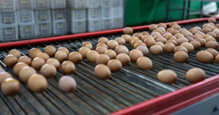 Nazir: Ən böyük artımı quşçuluqda həm ət, həm yumurta istehsalında müşahidə edirik