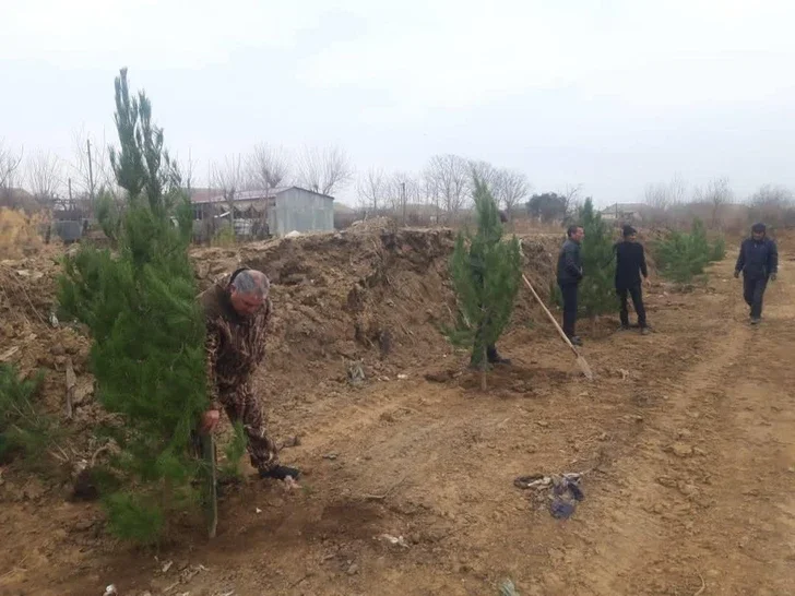 В Билясуваре началась посадка деревьев в Саду для пожилых Новости Азербайджана