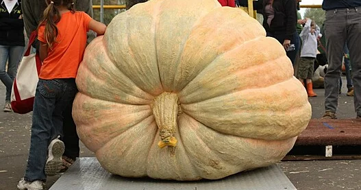 Balqabaqlar niyə bu qədər böyüyə bilər?