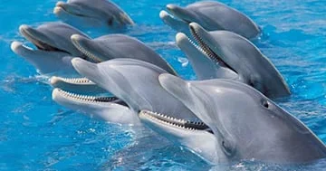 Alimlər: “Dostluq gəncliyi uzadır...”