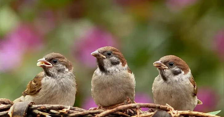 Почему в Баку исчезли воробьи: эксперт объяснила изменения в городской фауне