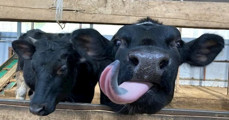 Braziliyadan Azərbaycana 94 630 kiloqram heyvan dili gətirilib