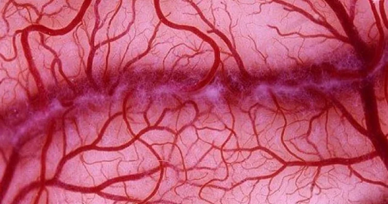 Связанный с коронавирусом белок оказался защитником сосудов