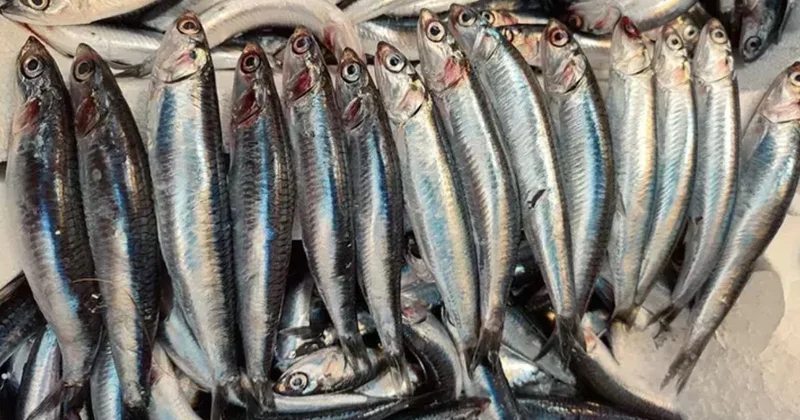 Balıq seçərkən nəzərə alınmalı bəzi vacib detallar