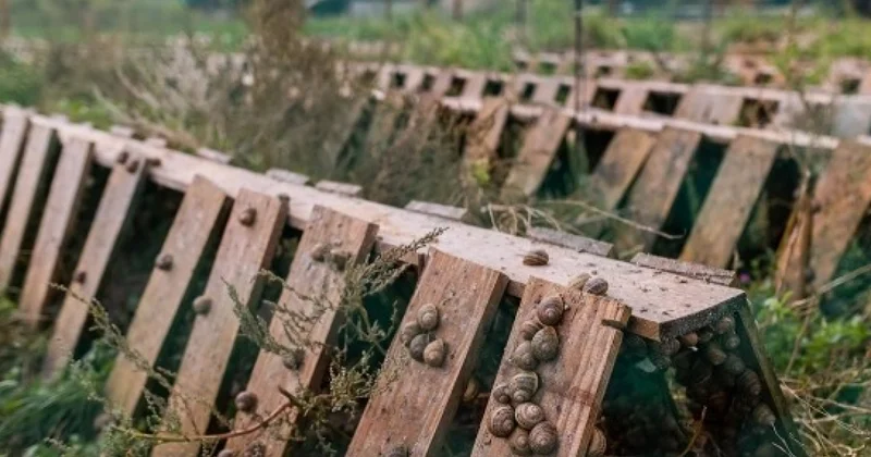 Улиток, уток и устриц берут под охрану во Франции