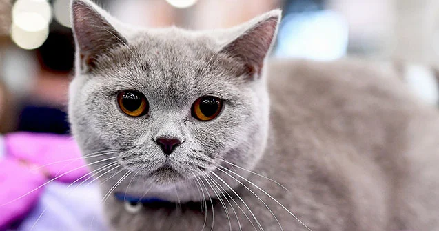 Pişiyinin müalicəsinə görə iflas etdi