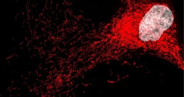 Zombi hüceyrələrini zəiflətmək mümkün olsa: İnsan xəstələnməyəcək