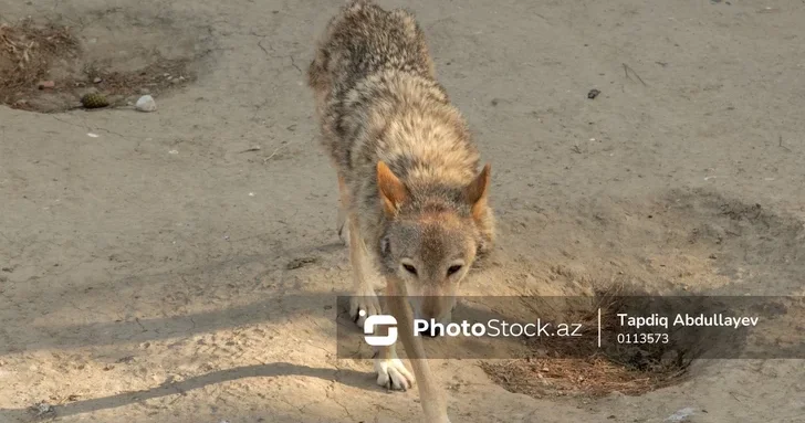 Раскрыты подробности нападения волка на жителей села в Шекинском районе