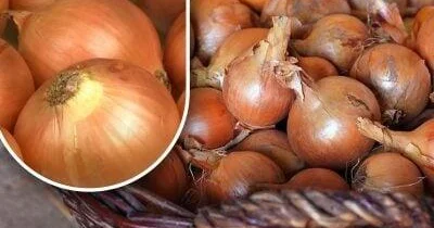 Soğanların yazadək cücərməməsi üçün sadə üsul