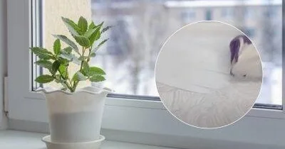 Plastik pəncərə altlığını ağardan vasitə