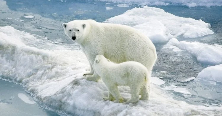 Arktikada inanılmaz dəyişiklik: Qütb ayıları istiyə uyğunlaşmağa başlayıb