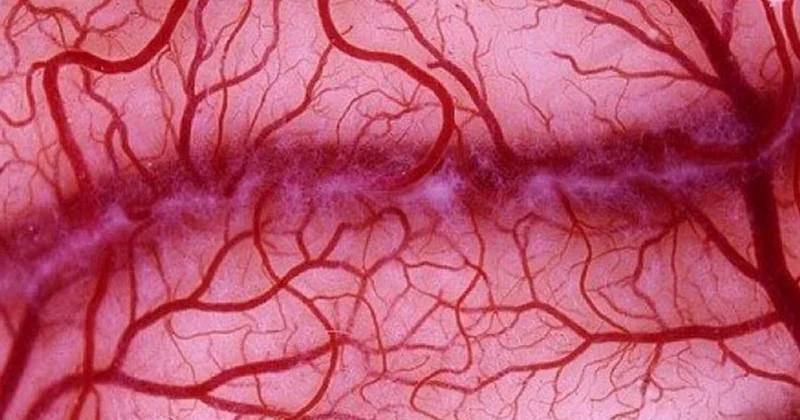 Koronavirusla əlaqəli zülalın damarları qoruduğu məlum olub