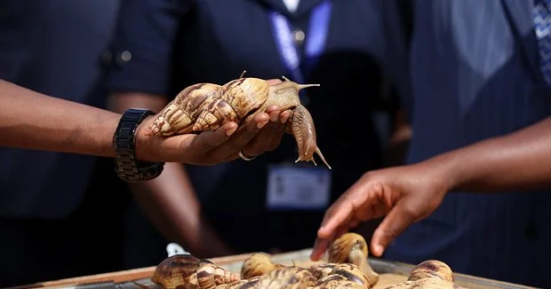 Fransa polisi ördəkləri qorumaq üçün hərəkətə keçdi İlginc