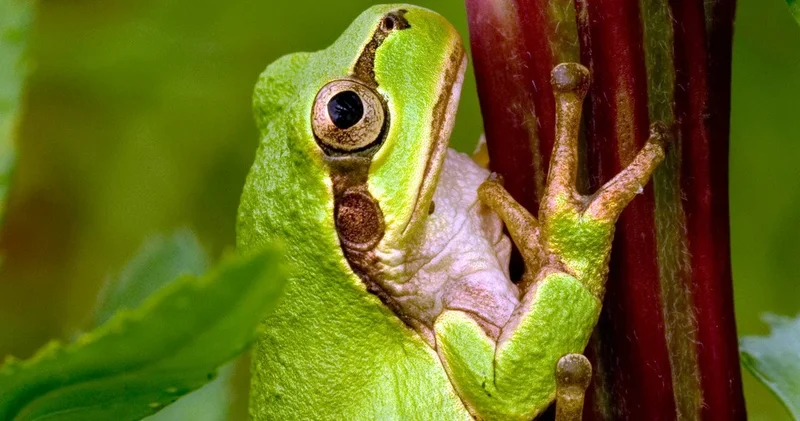 “Qurbağalardan gələn ümid“: Yapon alimləri xərçəngə qarşı bakteriya kəşf edib“ “New Atlas“