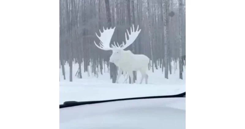 Полностью белый лось попал на видео в Канаде