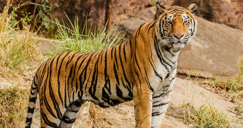 В Приморском крае тигр вышел навстречу жителям ВИДЕО