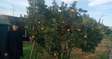 Lənkəran hallabonqun 5 ci vətənidir