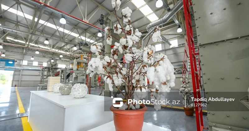 Tahir Rzayev: Keçən il 360 min tondan çox pambıq toplanıb