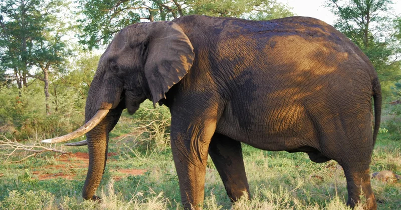 “Hindistanda vəhşi fil kabusu: on günə 20 dən çox insan həyatını itirib“ BBC