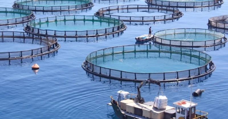 В Азербайджане отменяют требование о смене категории земель для аквакультурных хозяйств