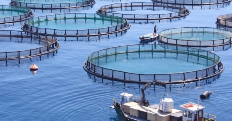 Azərbaycanda akvakultura təsərrüfatlarına aid torpağın kateqoriyasını dəyişdirmək tələb olunmayacaq